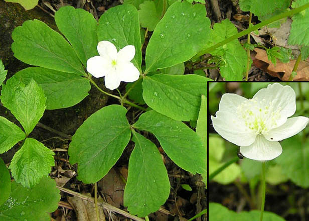 Изображение особи Anemone udensis.