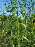 Salix acutifolia