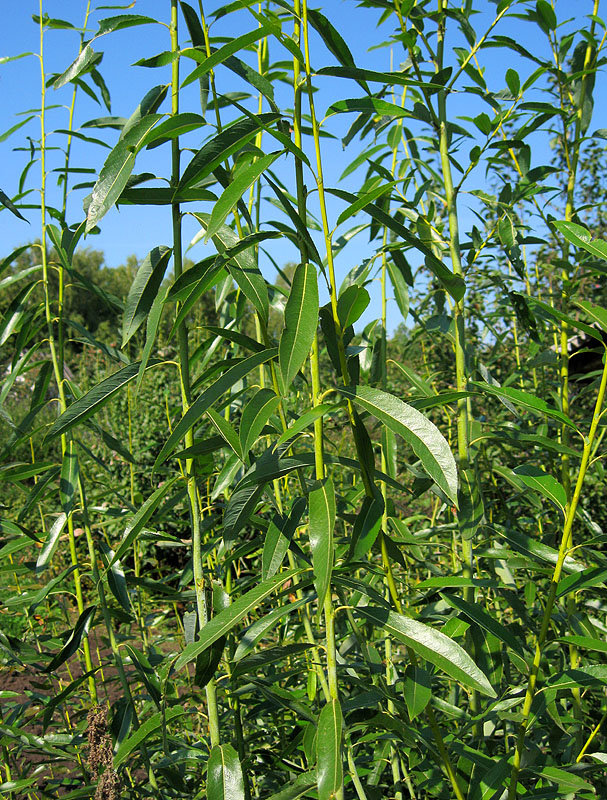 Image of Salix acutifolia specimen.