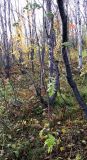 Изображение особи. Автор - Евгений Берестовский
