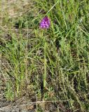 Anacamptis pyramidalis. Цветущее растение. Краснодарский край, окрестности г. Новороссийска, обочина дороги к урочищу \"Мокрая щель\" у Абрау-Дюрсо. 03.06.2009.