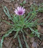 Tragopogon marginifolius