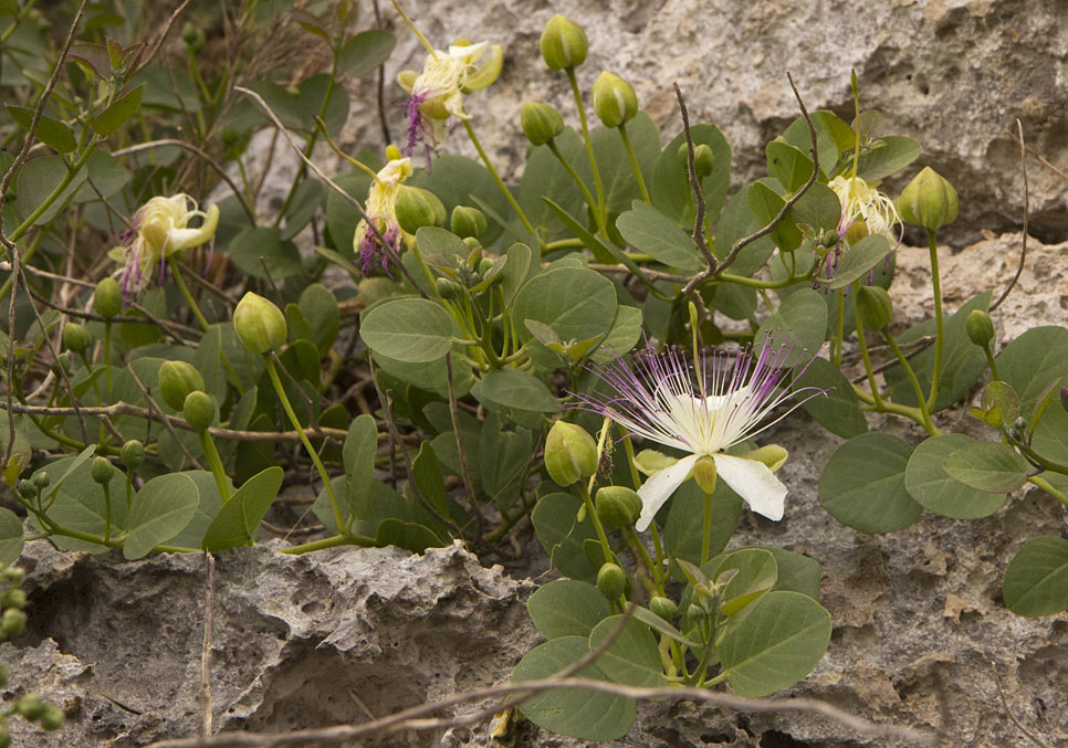 Изображение особи Capparis sicula.