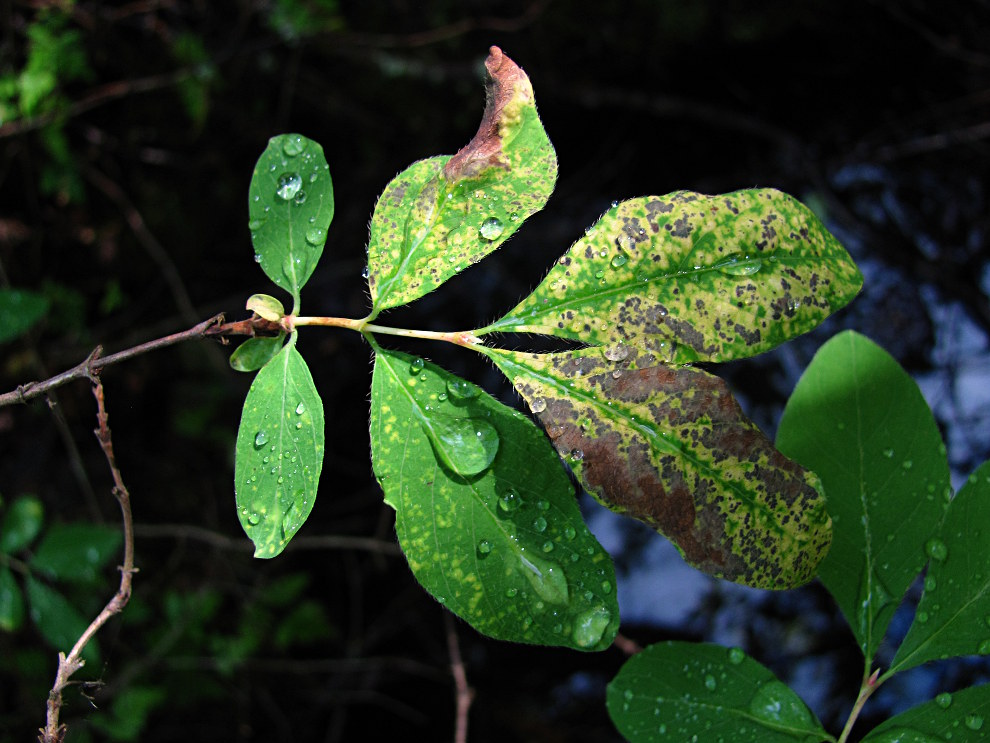 Изображение особи Lonicera pallasii.