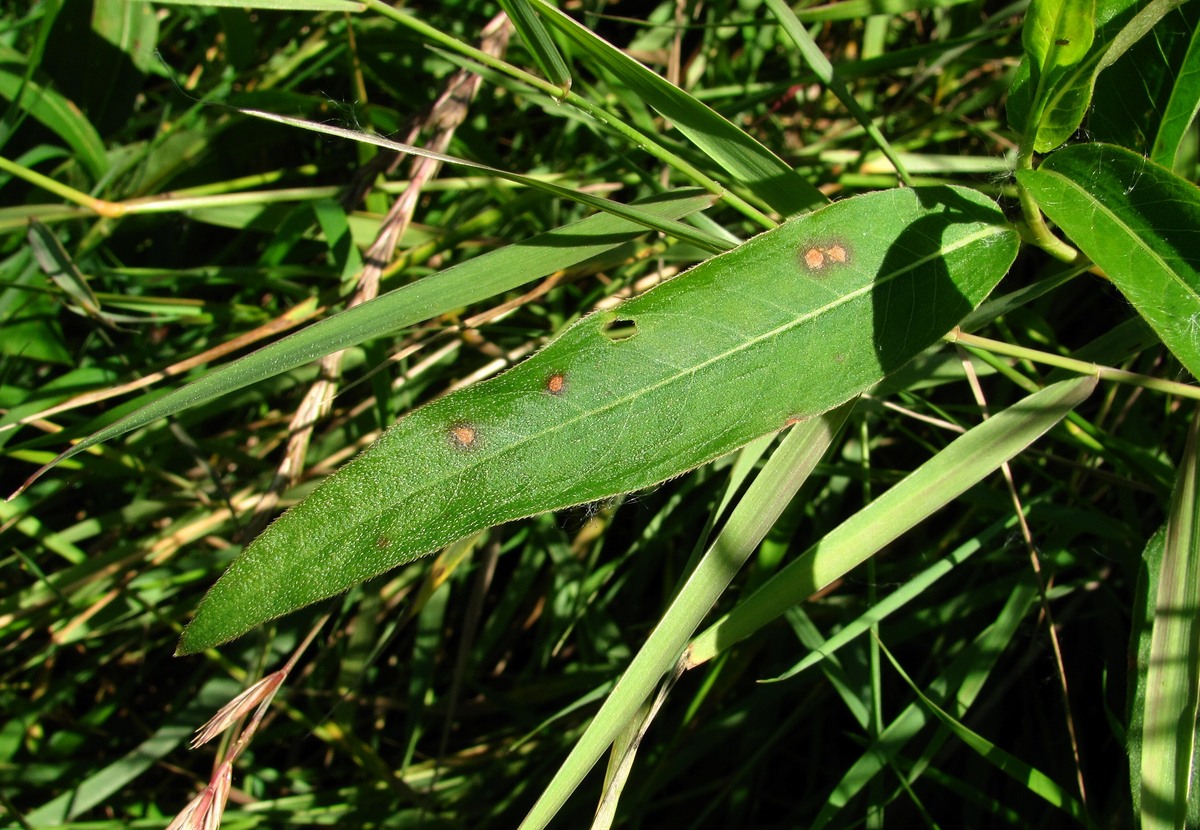 Image of Persicaria amphibia specimen.