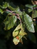 Carpinus orientalis