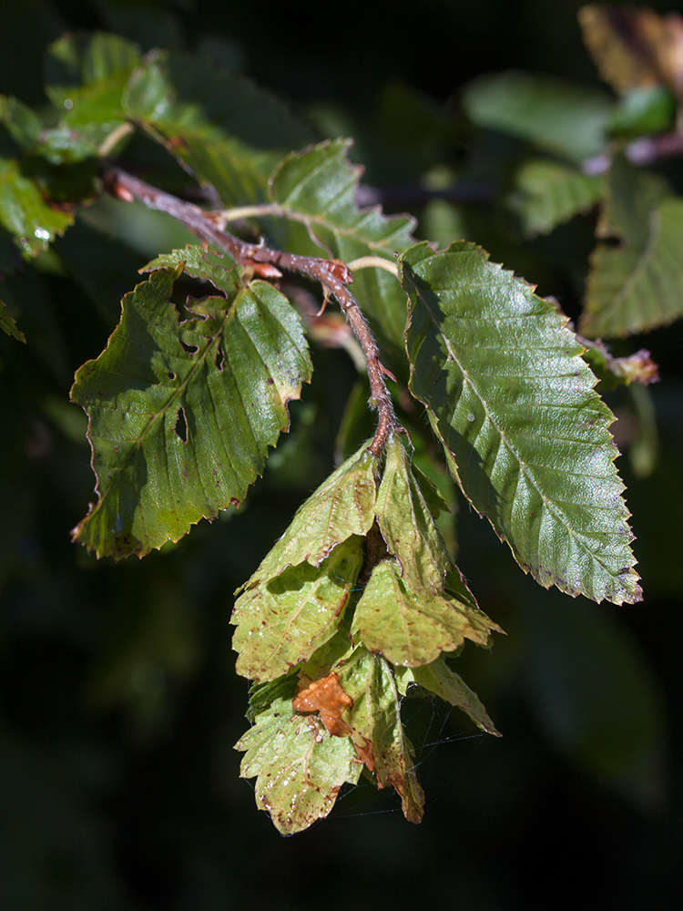 Изображение особи Carpinus orientalis.