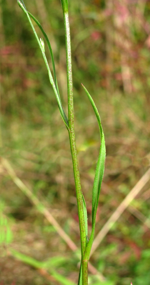 Image of Symphyotrichum graminifolium specimen.