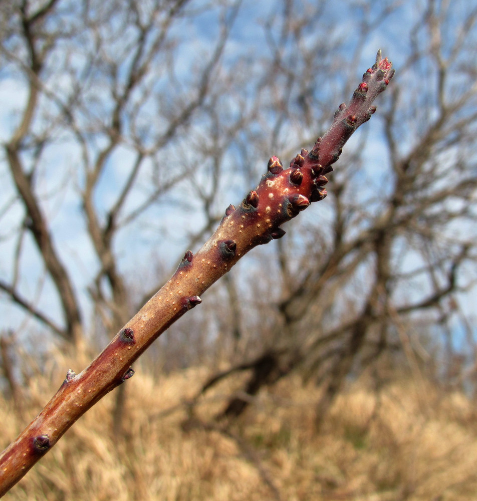 Изображение особи Cotinus coggygria.