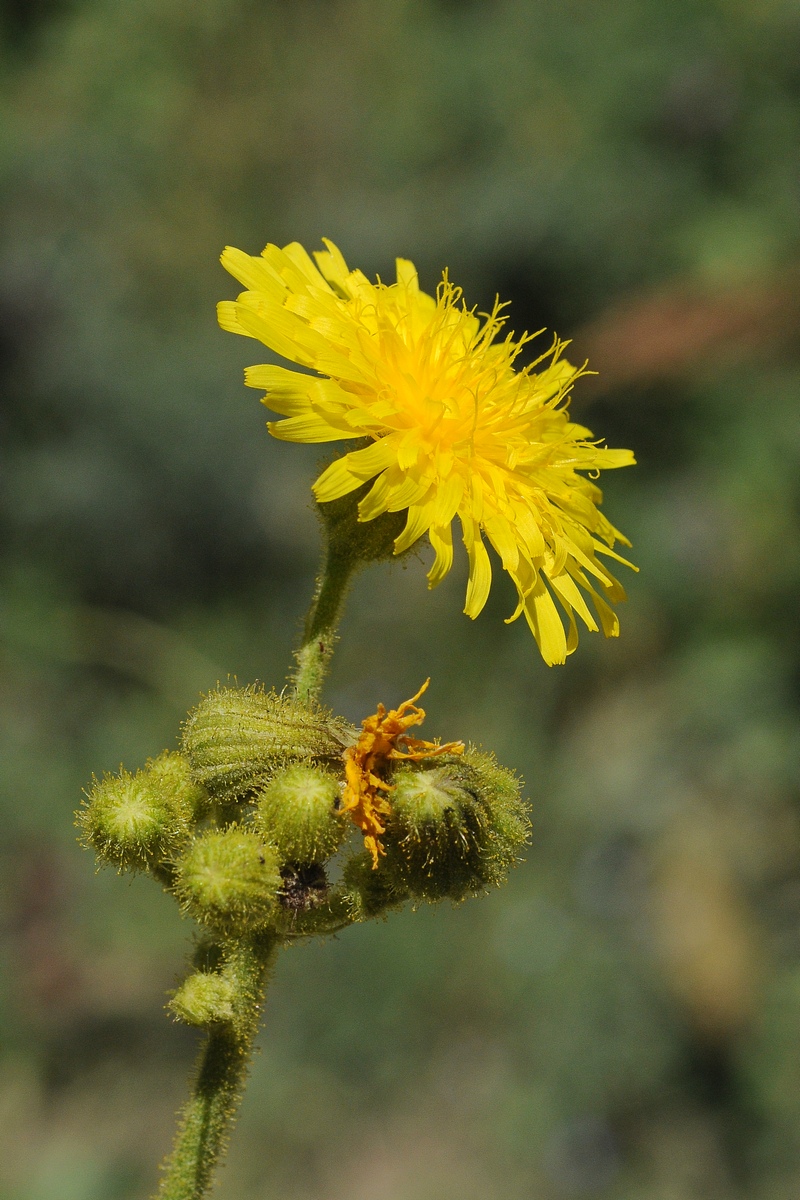 Изображение особи Sonchus palustris.