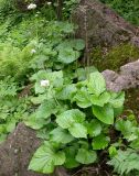 Valeriana tiliifolia. Цветущее растение. Москва, БС МГУ. 06.06.2003.