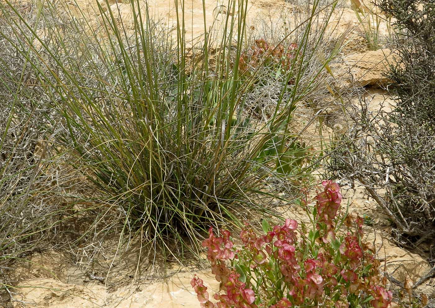 Image of Stipellula parviflora specimen.