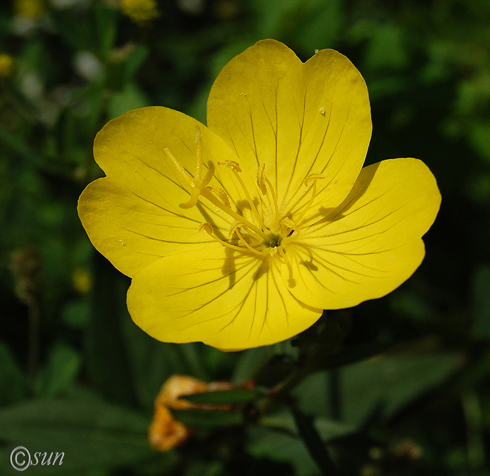 Image of Oenothera tetragona specimen.