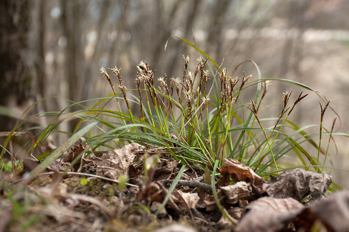 Изображение особи Carex digitata.