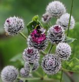 Arctium tomentosum. Верхушка цветущего растения с кормящимся шмелём. Коми, Сыктывдинский р-н, окр. пос. Еляты, обочина грунтовой дороги. 18.07.2014.