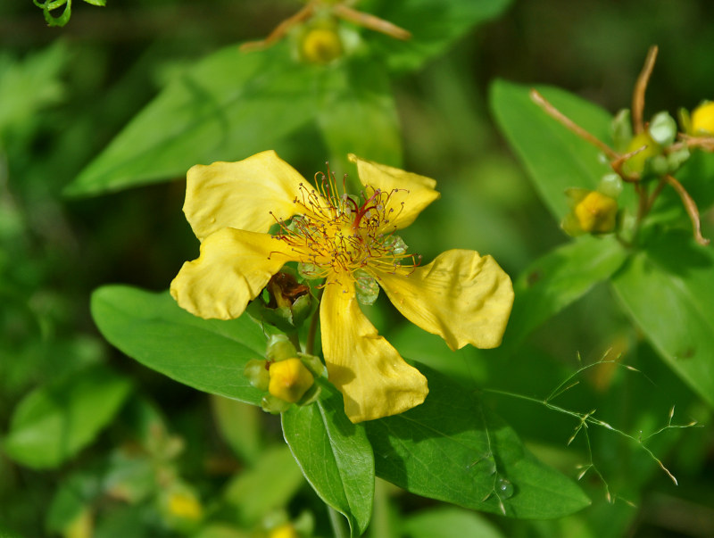 Image of Hypericum gebleri specimen.