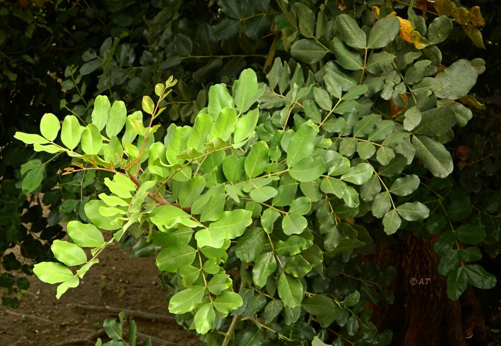 Image of Ceratonia siliqua specimen.