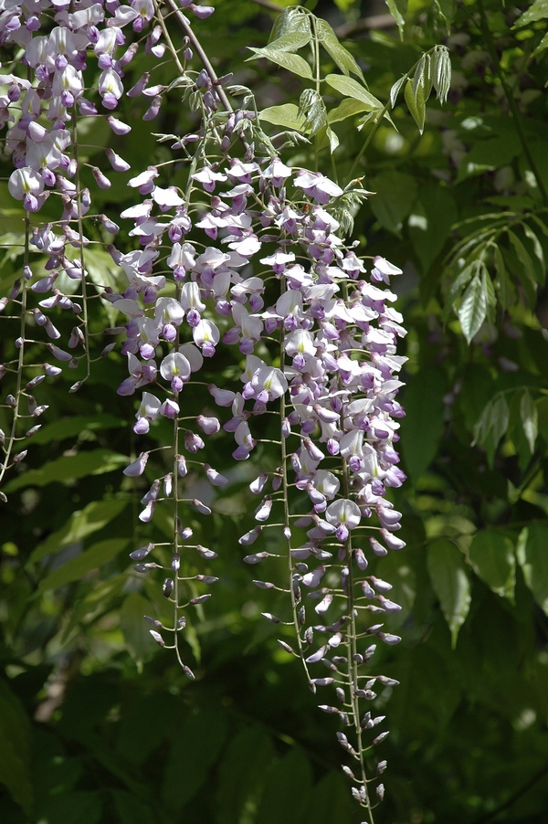 Изображение особи Wisteria sinensis.