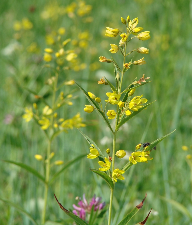 Image of Lysimachia davurica specimen.