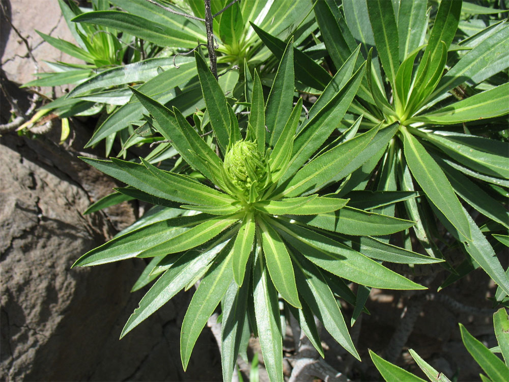 Image of Echium decaisnei specimen.