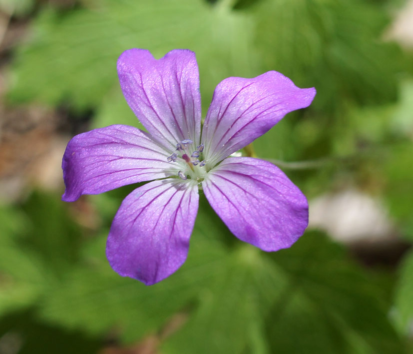 Image of Geranium rectum specimen.