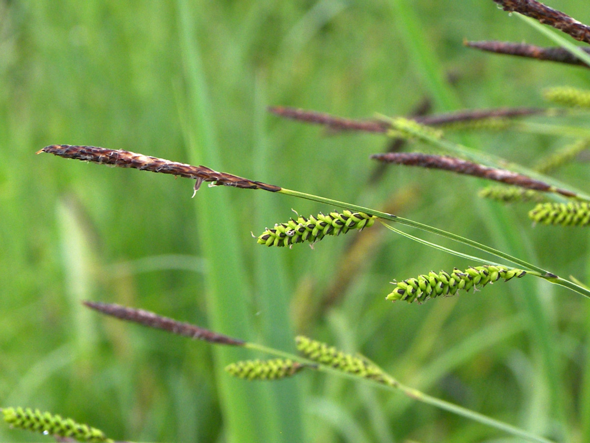 Изображение особи Carex cespitosa.