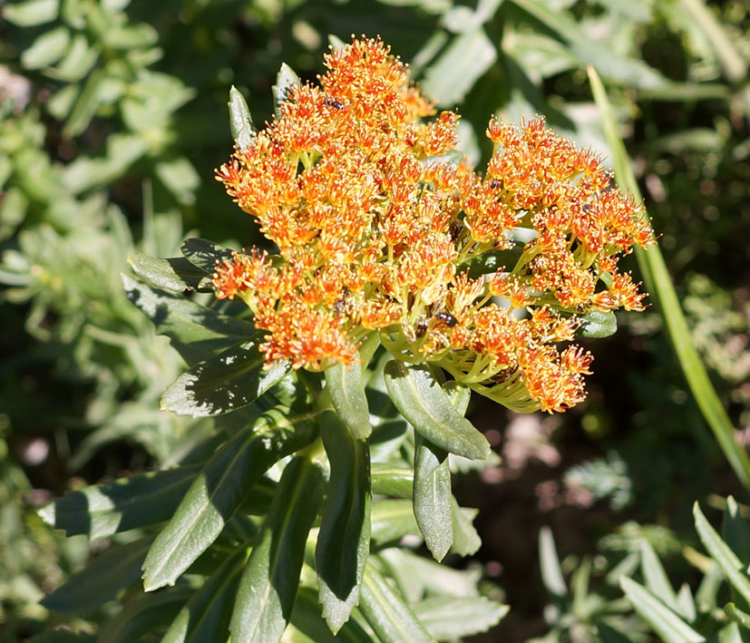 Image of Rhodiola linearifolia specimen.