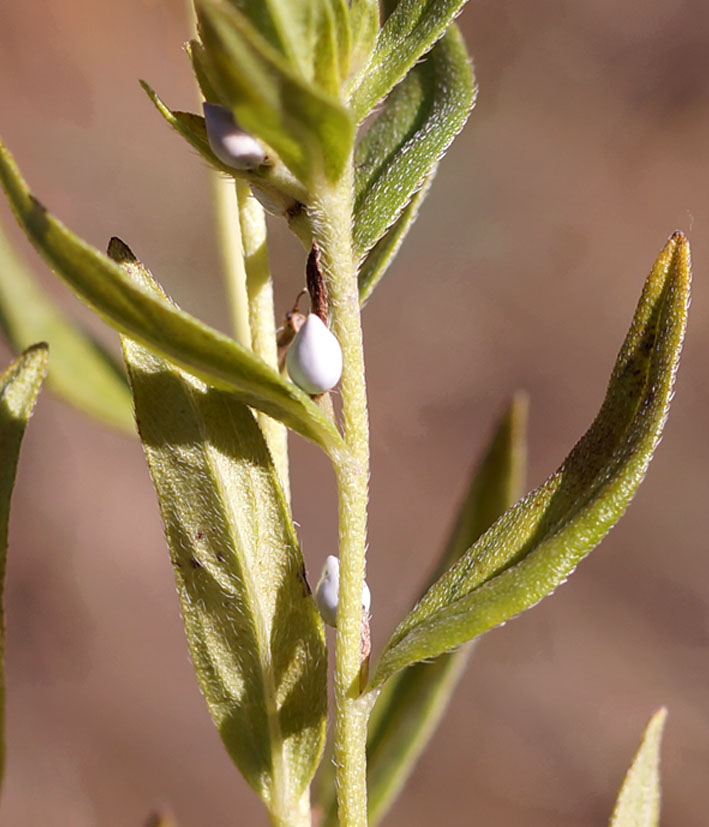 Image of Lithospermum officinale specimen.