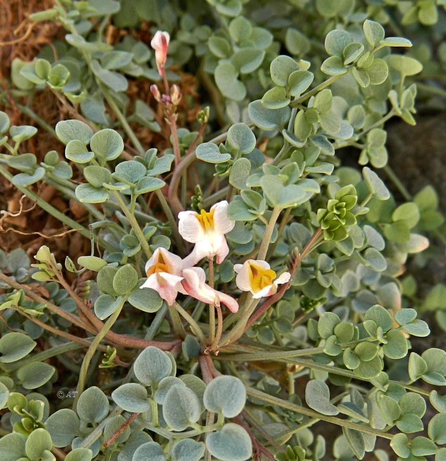 Image of Sarcocapnos enneaphylla specimen.