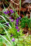 Campanula rotundifolia