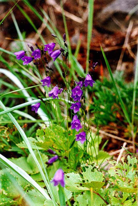 Image of Campanula rotundifolia specimen.