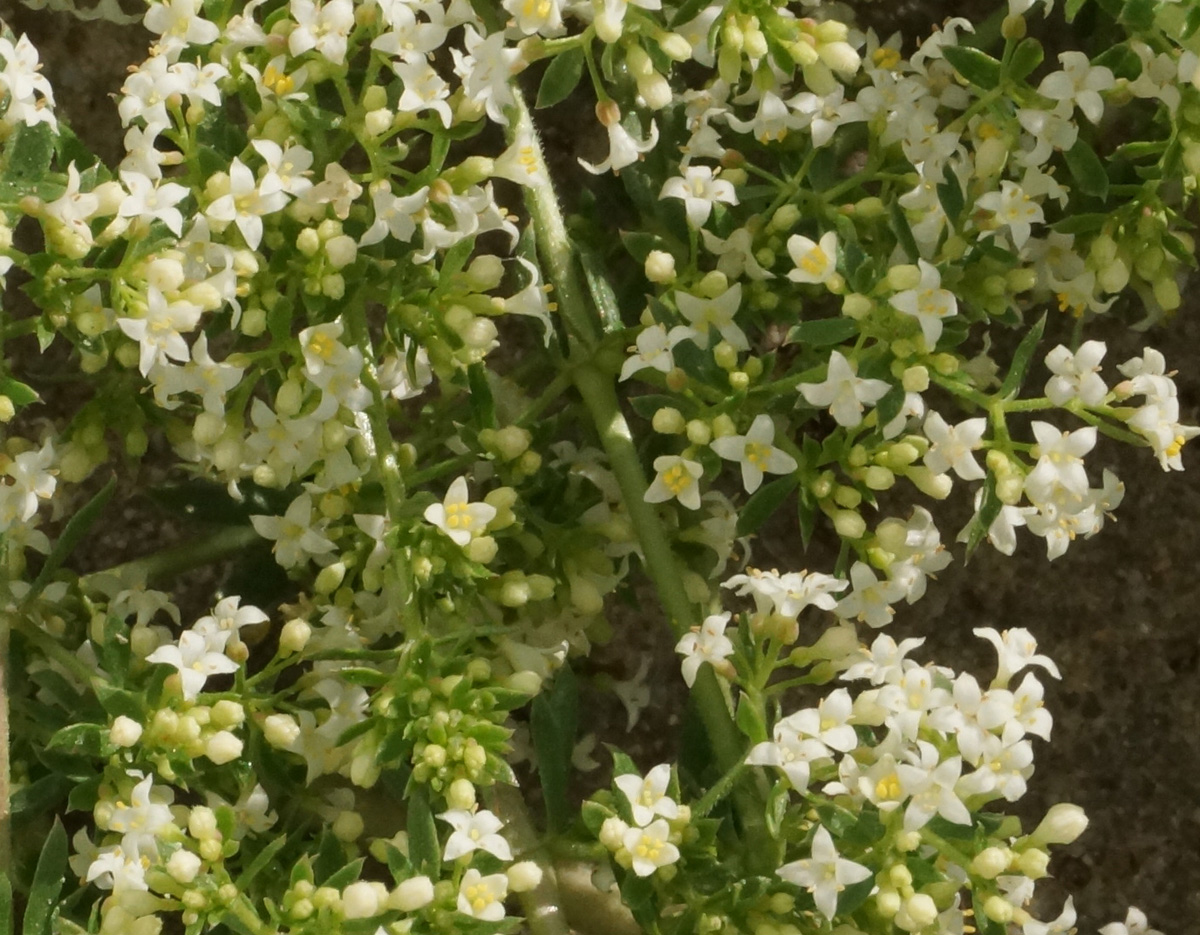 Image of Galium humifusum specimen.