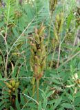 Astragalus schelichowii