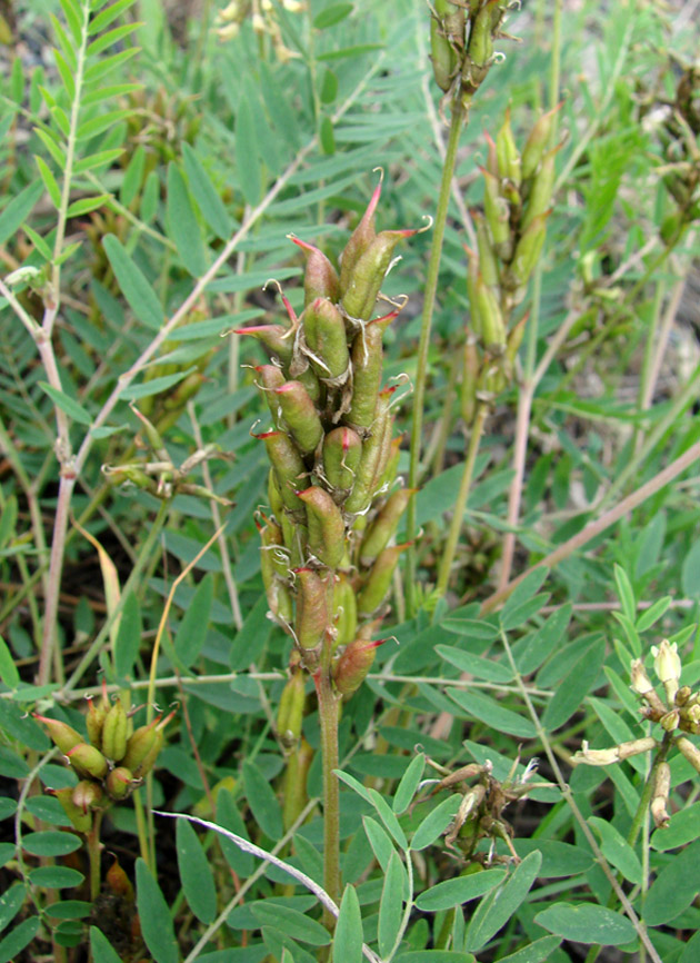 Изображение особи Astragalus schelichowii.