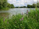 Stachys palustris. Верхушки цветущих растений. Восточный Казахстан, г. Усть-Каменогорск, правый берег р. Иртыш, слева - место впадения р. Ульба в р. Иртыш. 07.07.2013.