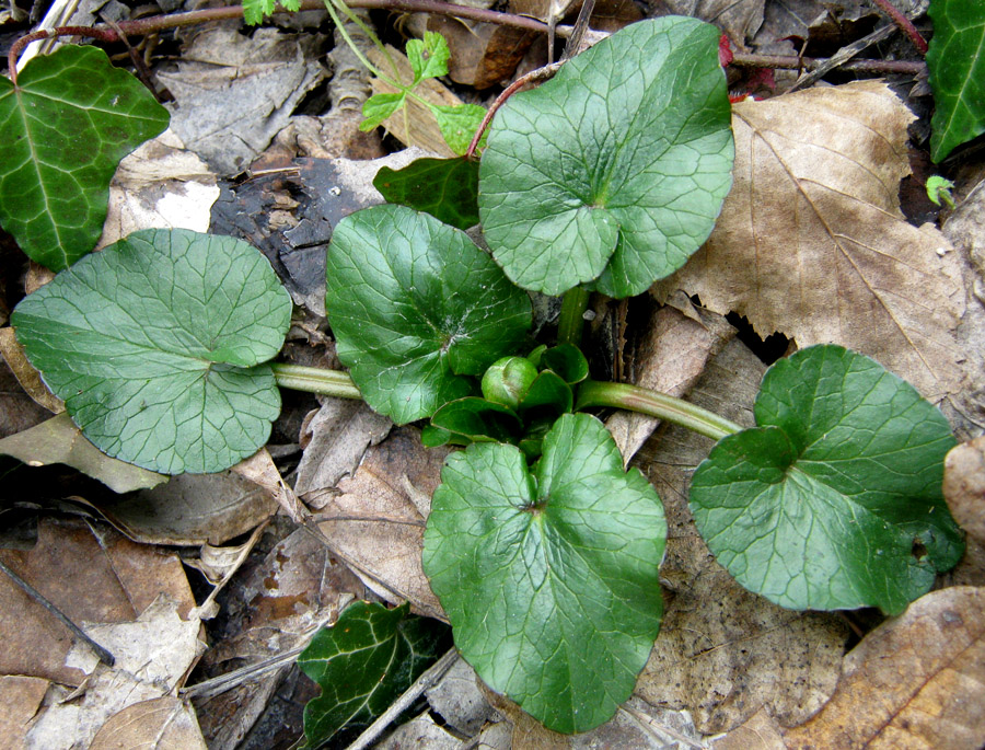 Image of Ficaria calthifolia specimen.