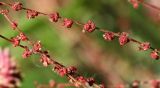 Rumex acetosella