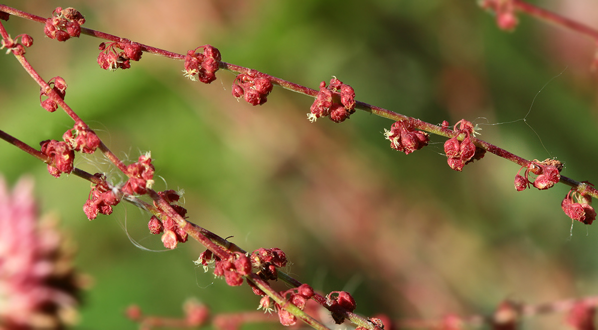 Изображение особи Rumex acetosella.