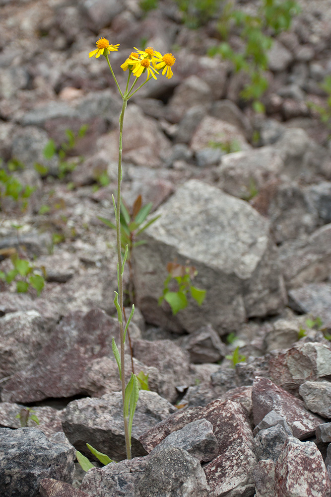 Изображение особи Tephroseris integrifolia.