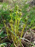 Athyrium filix-femina. Распускающиеся вайи. Ленинградская обл., Кировский р-н, западнее ст. Ивановская, берег р. Тосна. 15.05.2010.