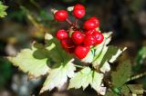 Actaea erythrocarpa