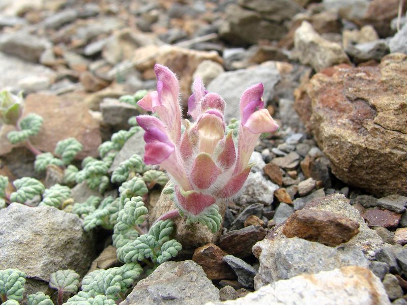 Image of Scutellaria physocalyx specimen.