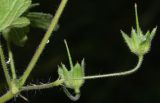 Geranium divaricatum. Завязавшиеся плоды. Узбекистан, Ташкентская обл., зап. отр. Чаткальского хр., окр. кишлака Учтерак. 04.06.2015.