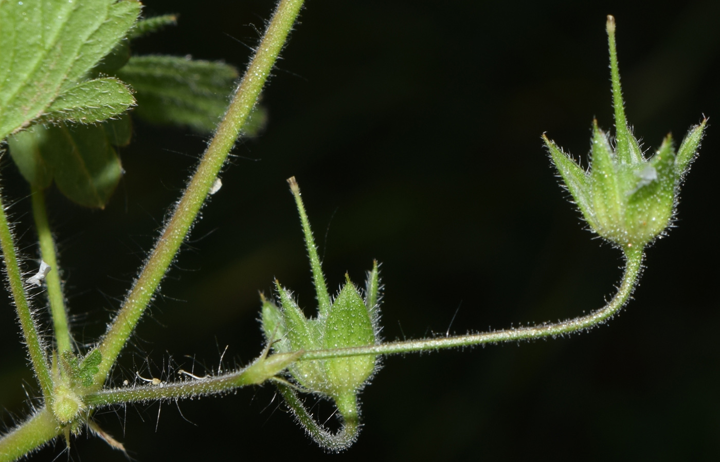 Image of Geranium divaricatum specimen.