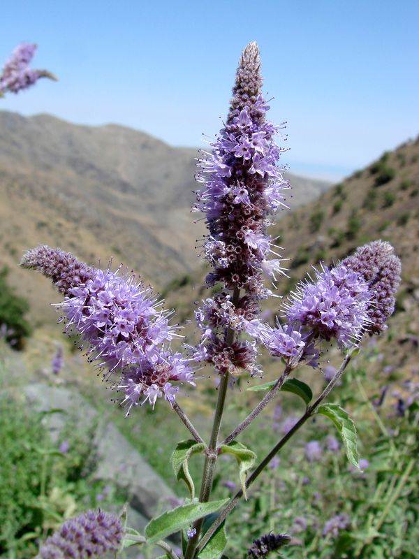 Изображение особи Mentha pamiroalaica.