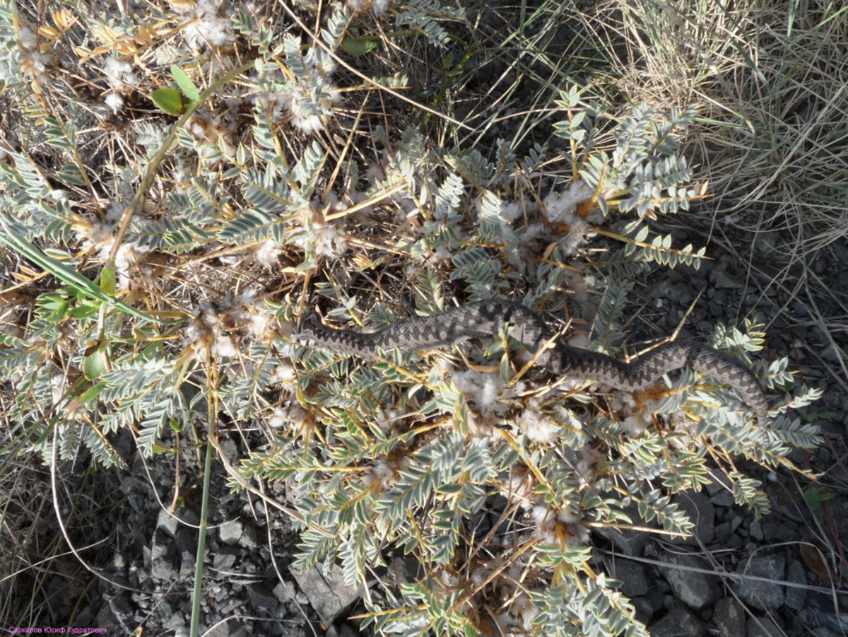 Image of genus Astracantha specimen.