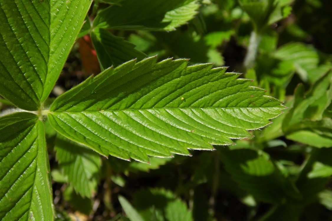 Изображение особи Fragaria campestris.