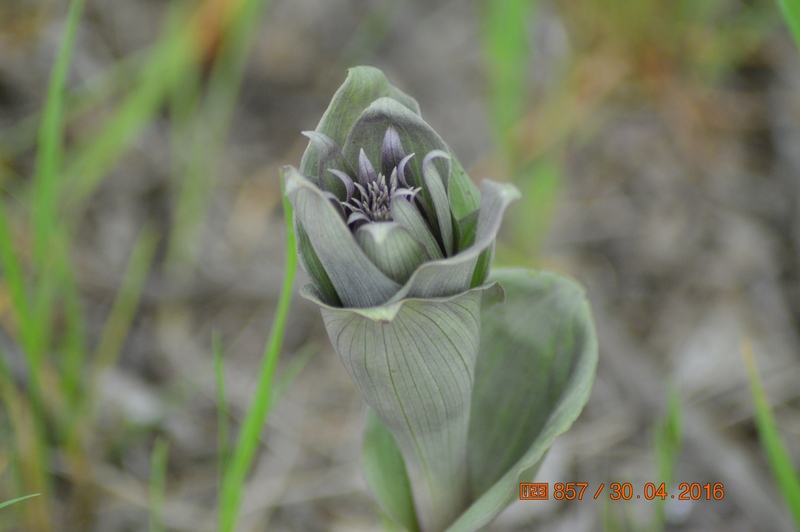 Image of Epipactis condensata specimen.