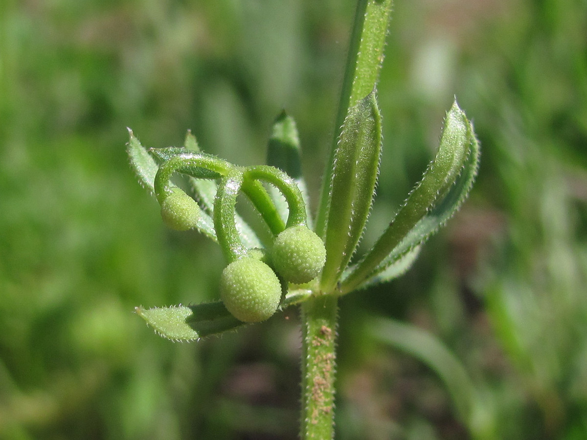 Изображение особи Galium tricornutum.