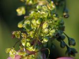 Rumex crispus